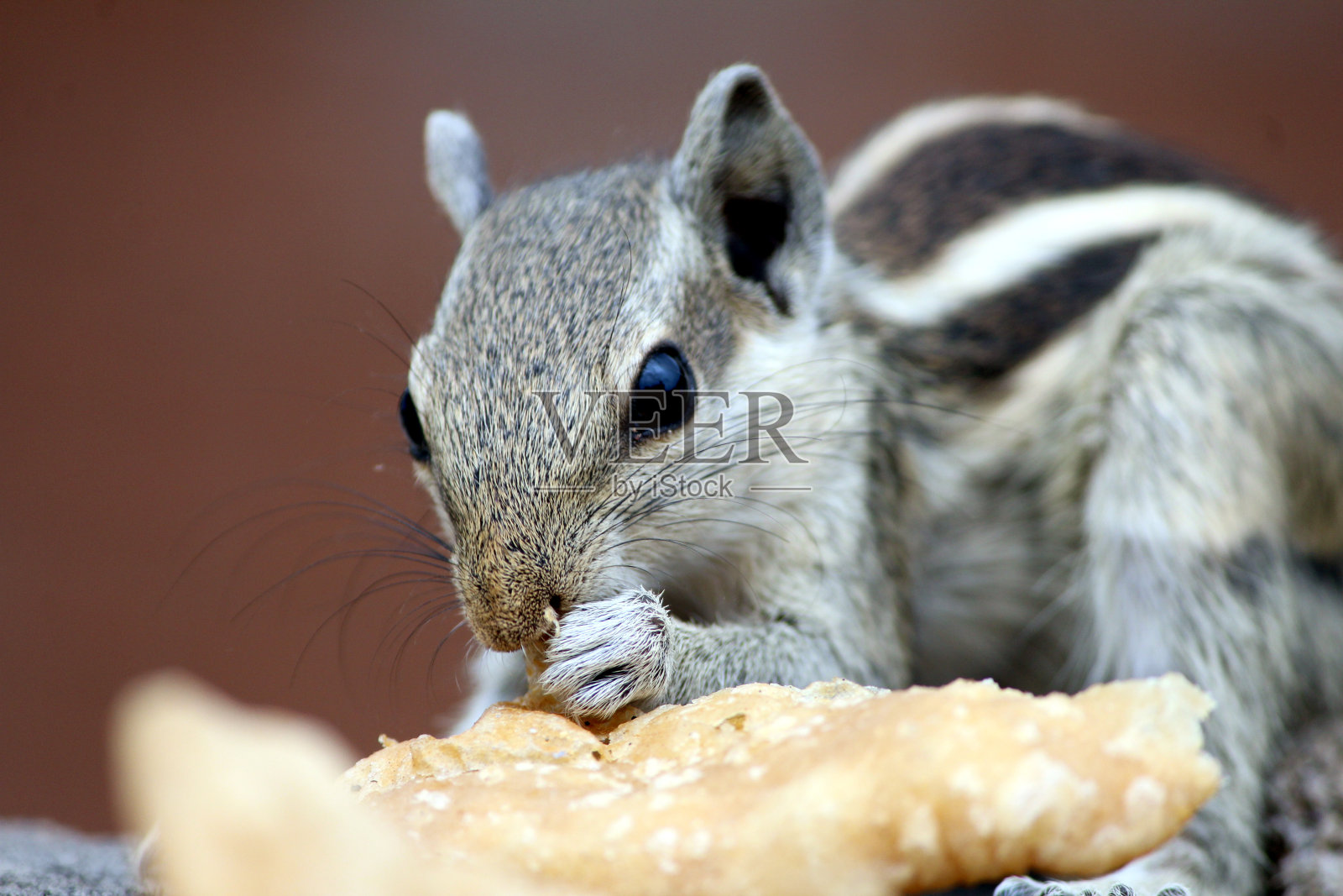 一只松鼠正在吃他们的食物照片摄影图片