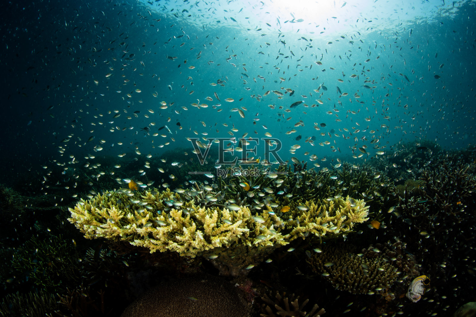 印度尼西亚珊瑚上的鱼群照片摄影图片