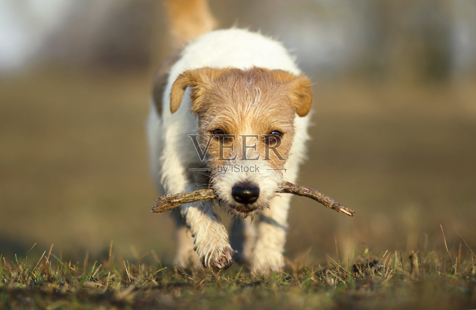 顽皮快乐的遛宠物狗小狗玩着棍子照片摄影图片