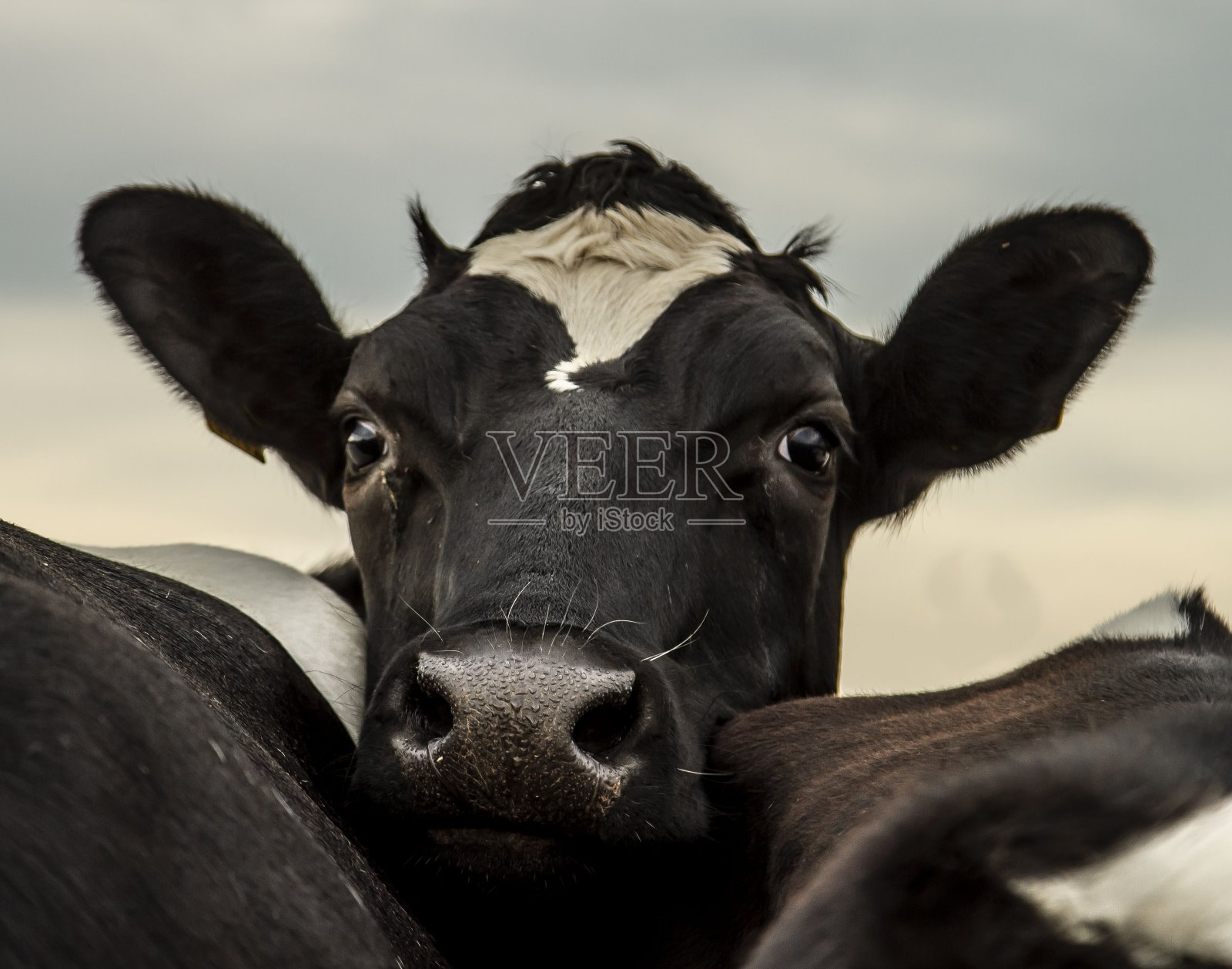 喂奶牛。照片摄影图片
