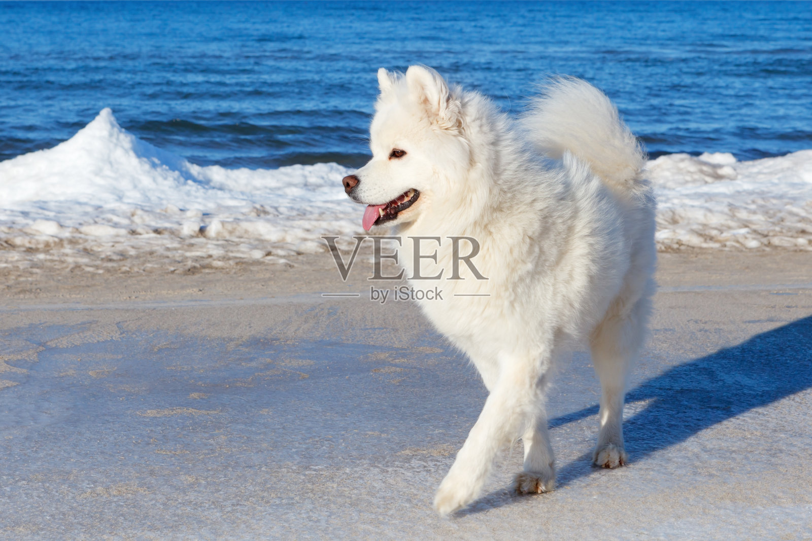 白色的萨摩耶狗冬天在海边散步照片摄影图片