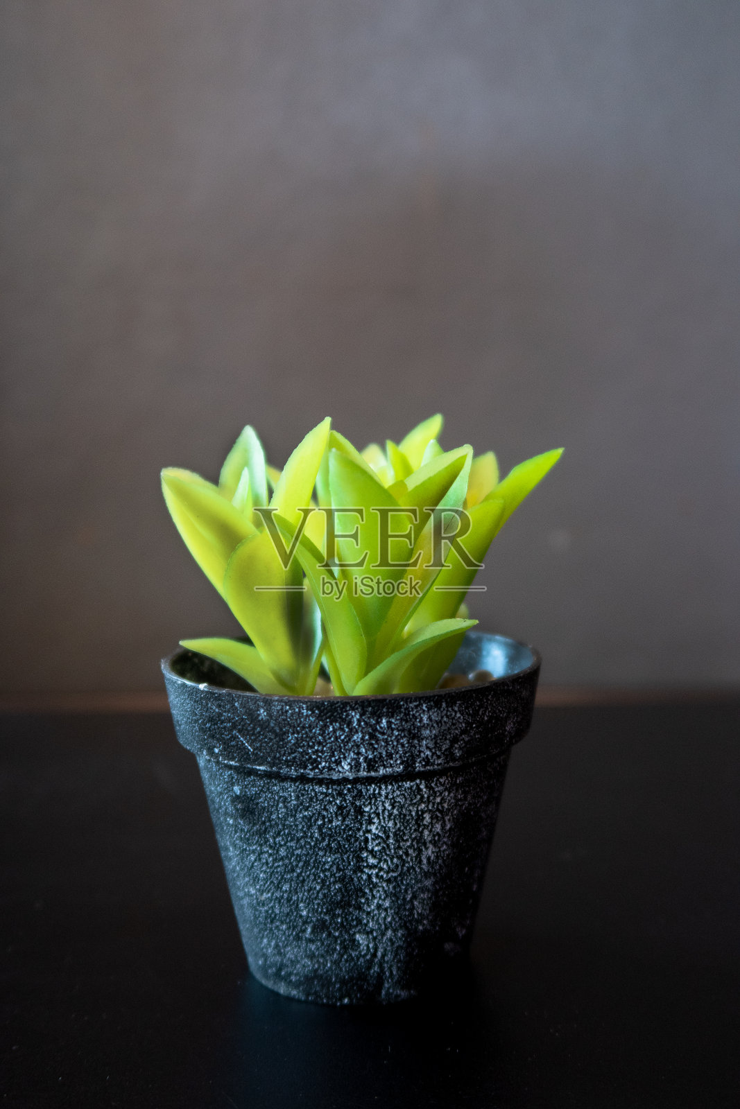 花盆里的小植物放在黑色的桌子上照片摄影图片