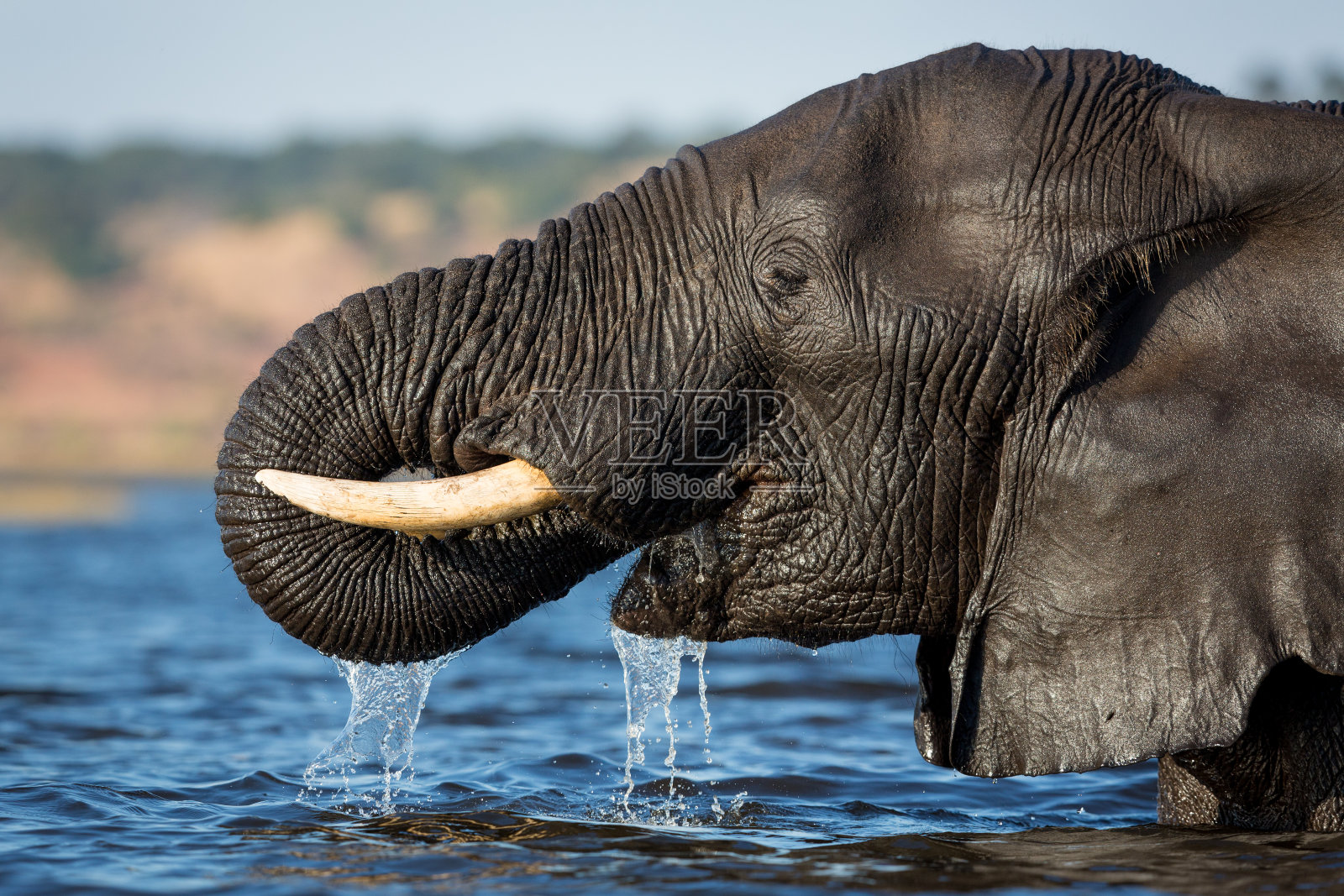 在博茨瓦纳丘比河，大象头部喝水的特写照片摄影图片
