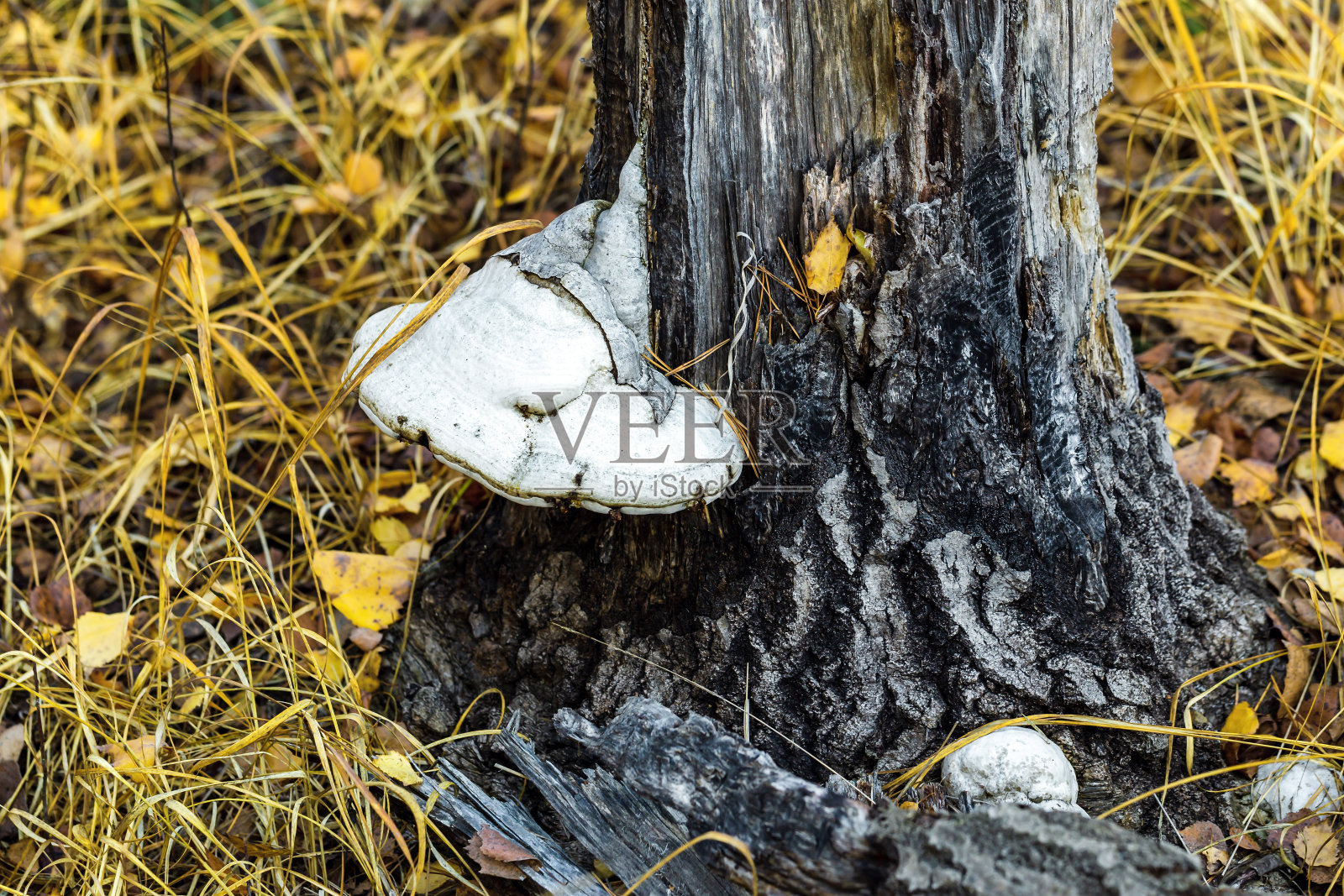 木材真菌特写镜头照片摄影图片