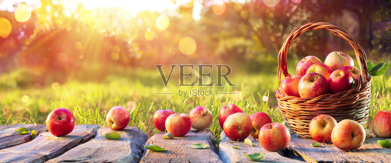 红苹果在篮子在木桌子上在果园日落-秋天的背景照片摄影图片