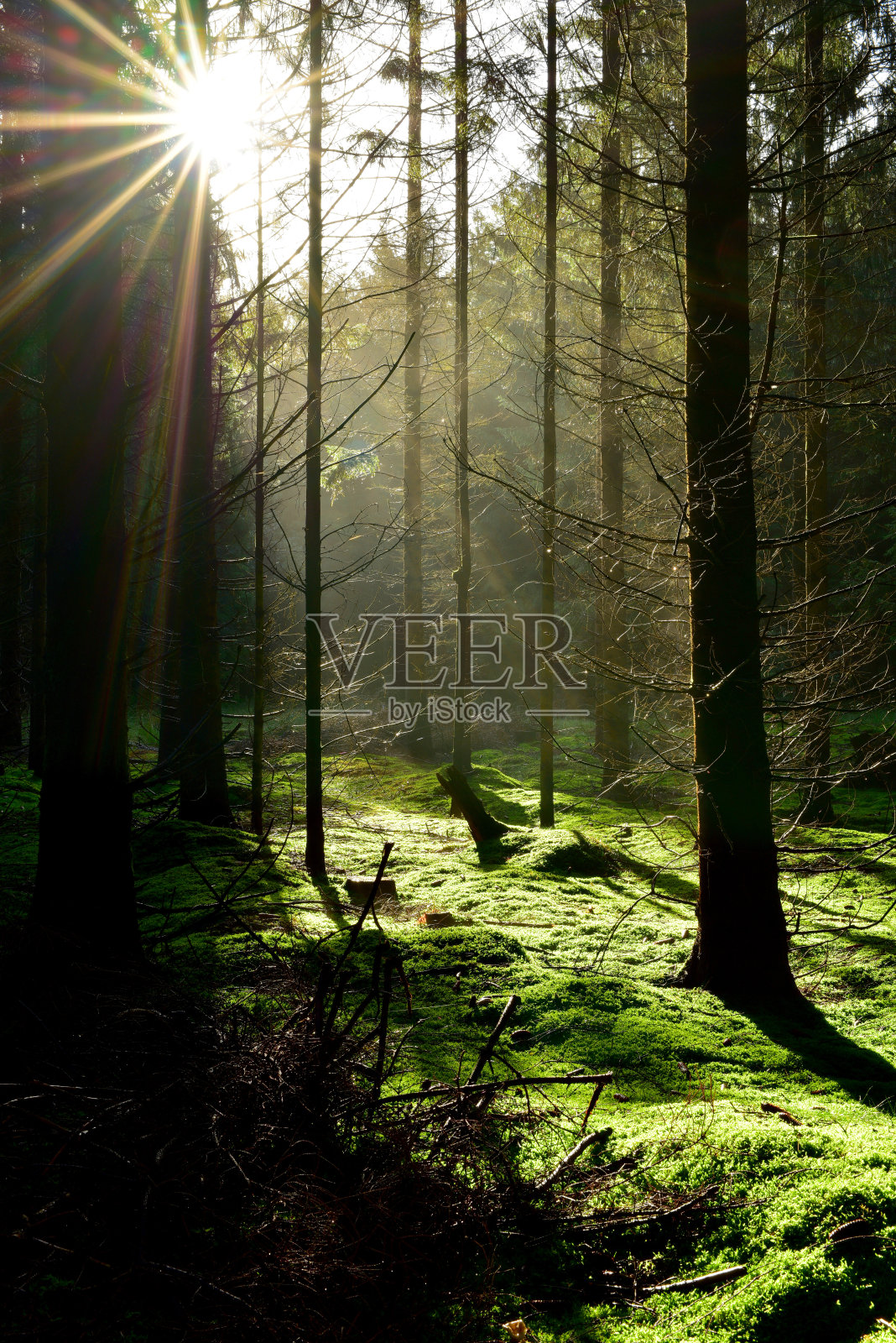 阳光灿烂的森林照片摄影图片