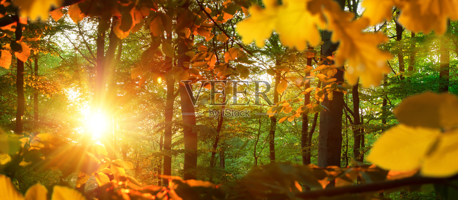 明亮的秋日照亮了森林里的橡树叶照片摄影图片