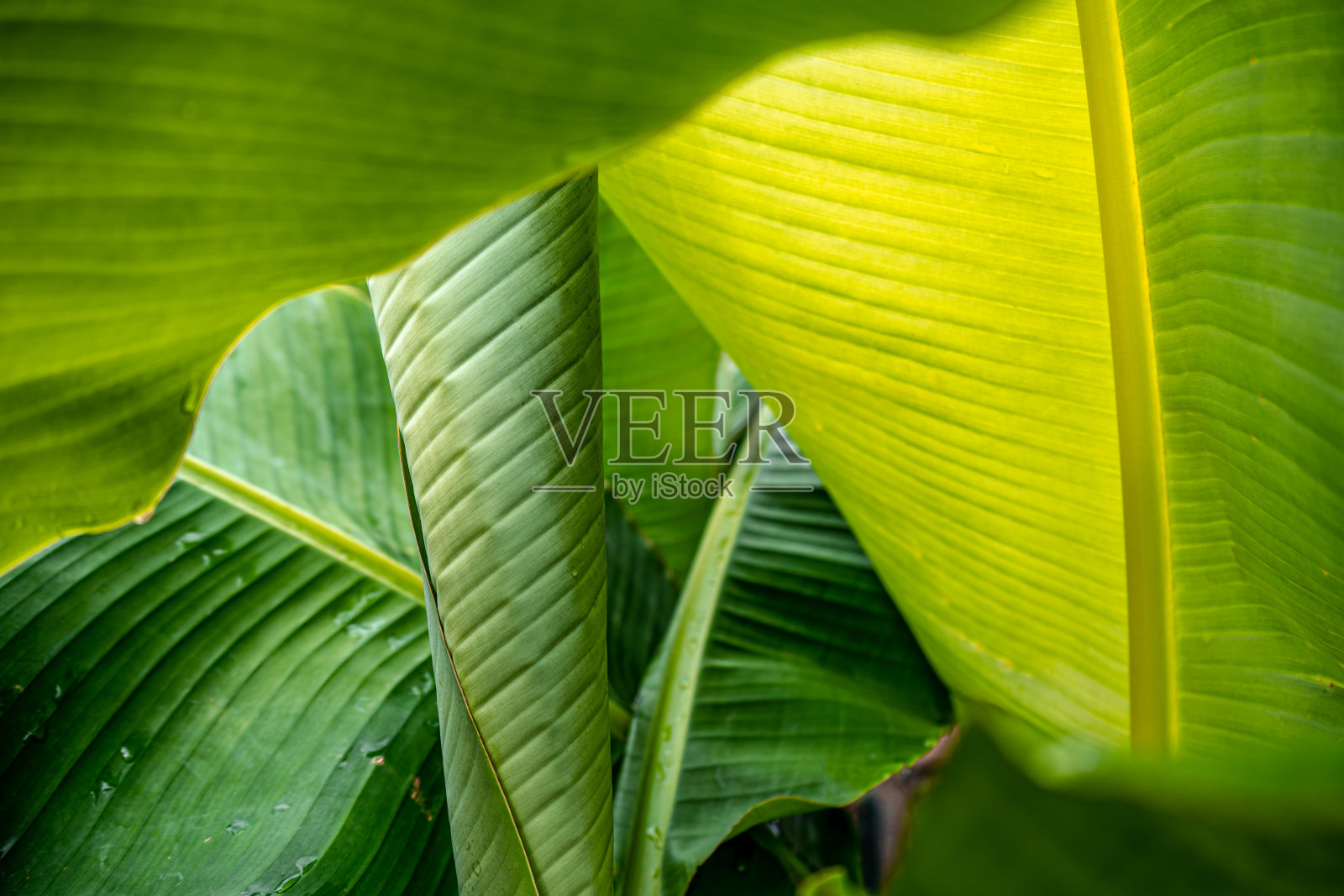 蕉叶是绿色的照片摄影图片