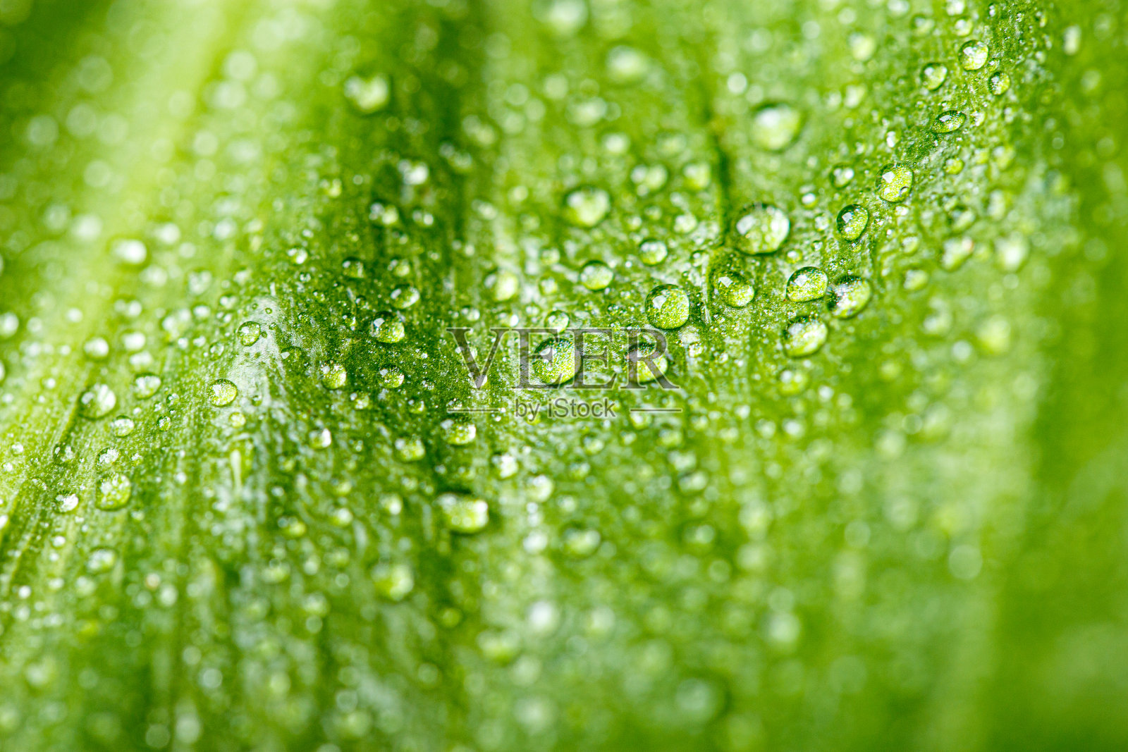 雨水在绿叶上纹理，自然的背景照片摄影图片