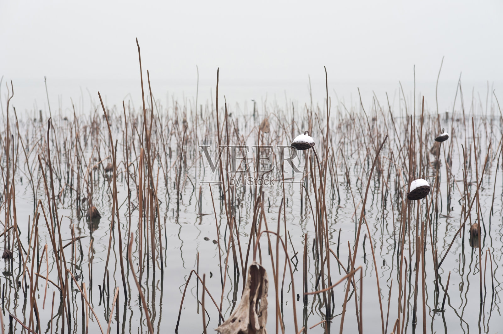 杭州西湖的荷花雪景照片摄影图片
