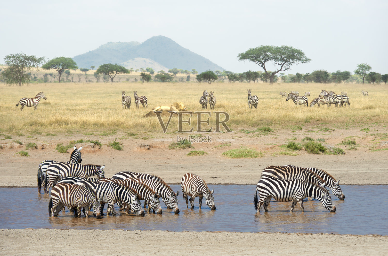 坦桑尼亚塞伦盖蒂国家公园非洲大草原上的野生动物。一群斑马在喝水照片摄影图片