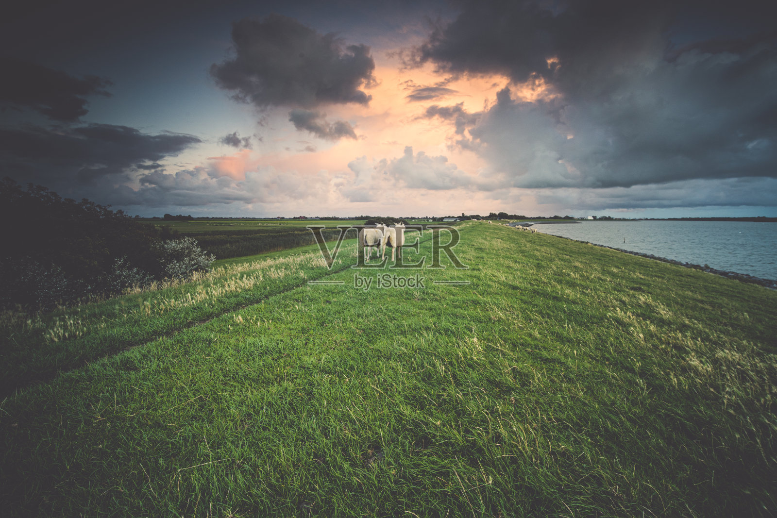 日落时在海堤上放羊照片摄影图片