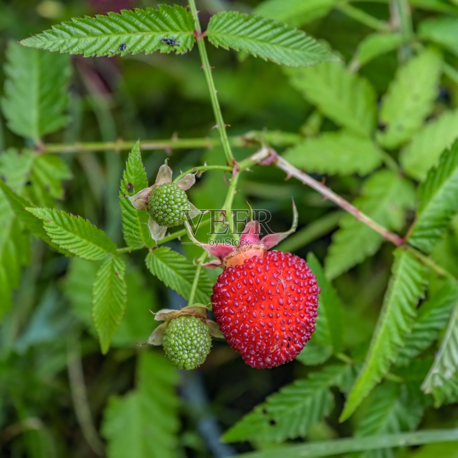 悬钩子灌木上成熟和未成熟的浆果。常见的名字包括气球莓和草莓覆盆子。照片摄影图片