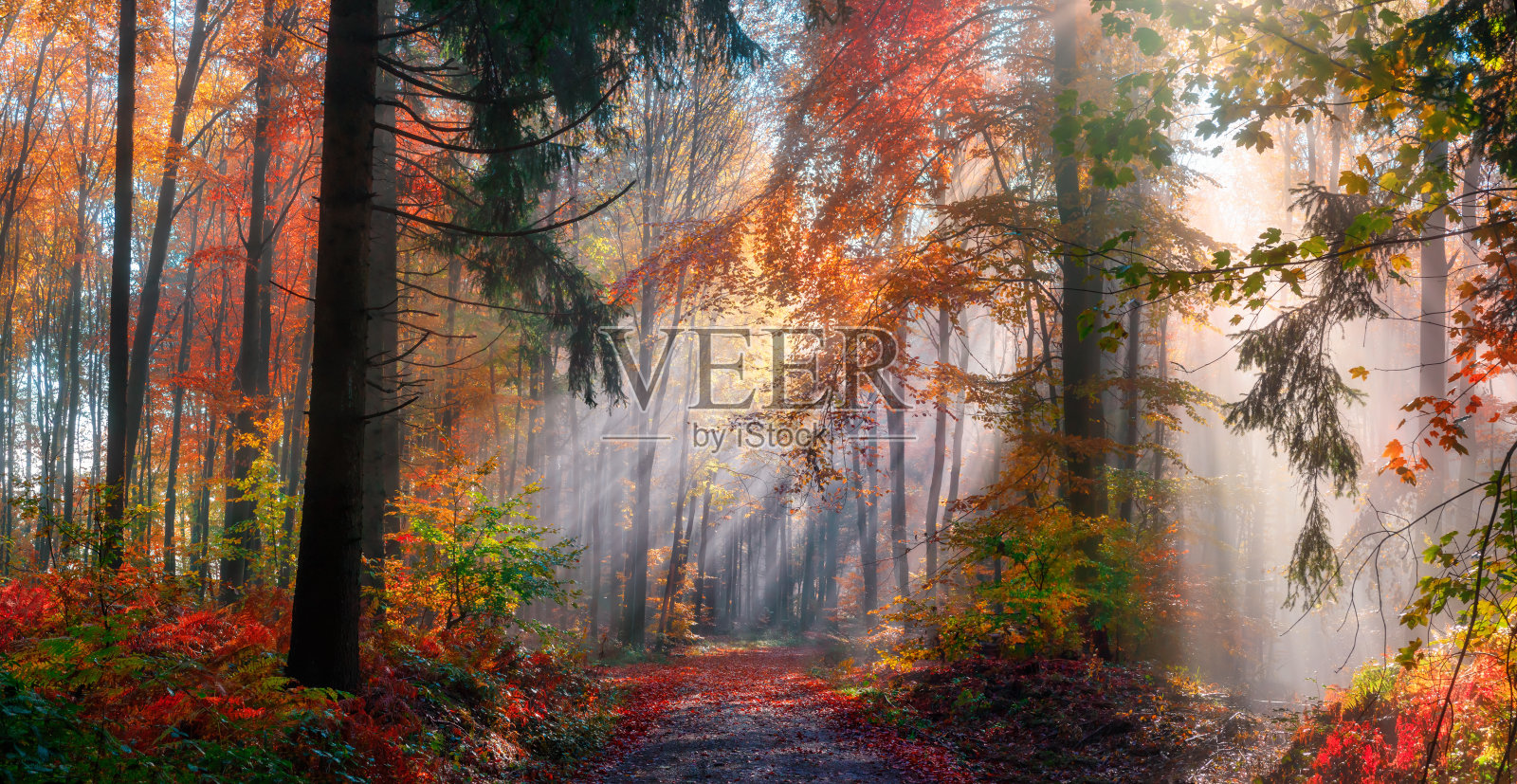 雾气蒙蒙的森林里神奇的秋景照片摄影图片
