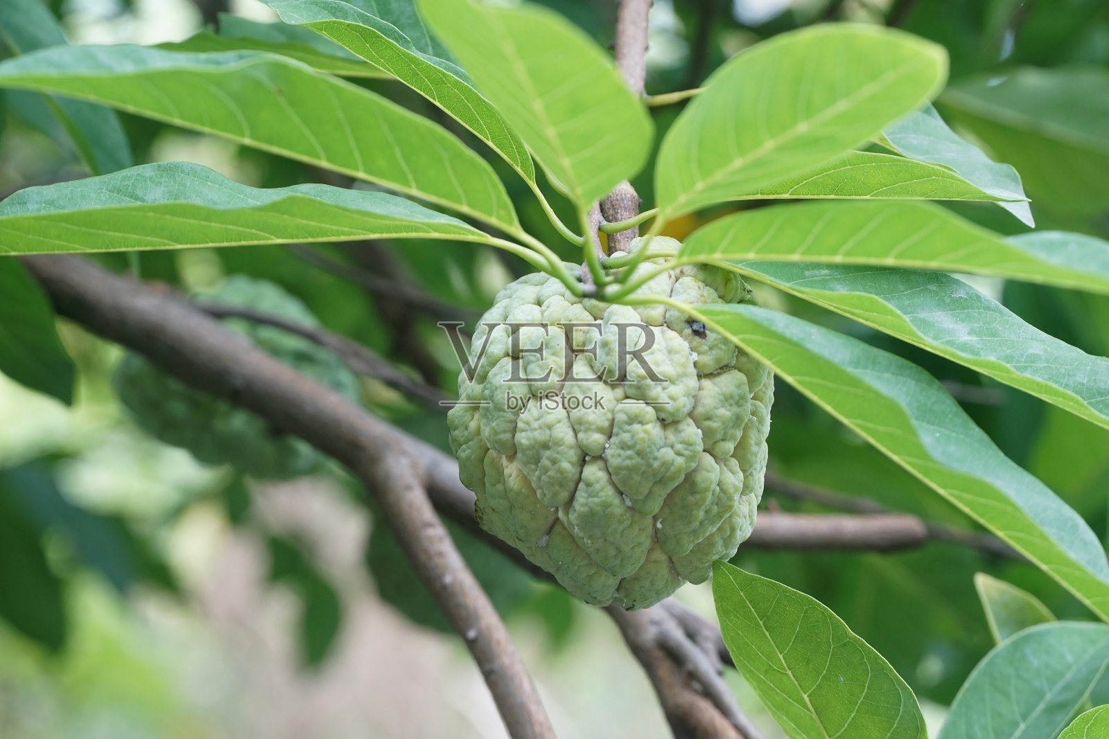 新鲜的绿糖苹果果实在自然花园照片摄影图片