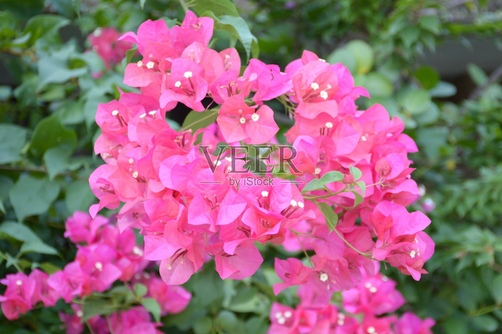 自然花园中粉红色的九重葛花照片摄影图片