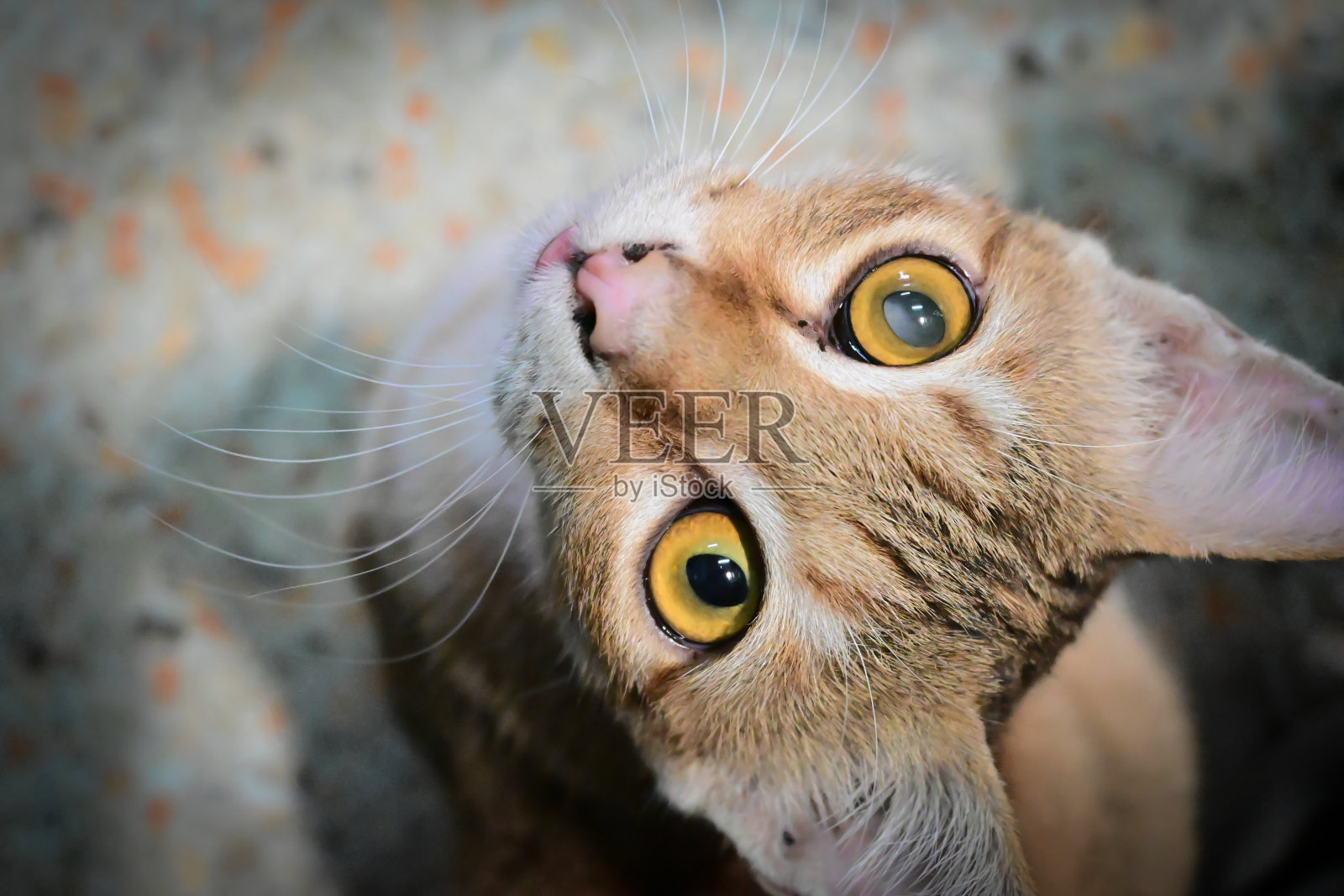 橙色和棕色流浪猫-泰国苏格兰猫照片摄影图片