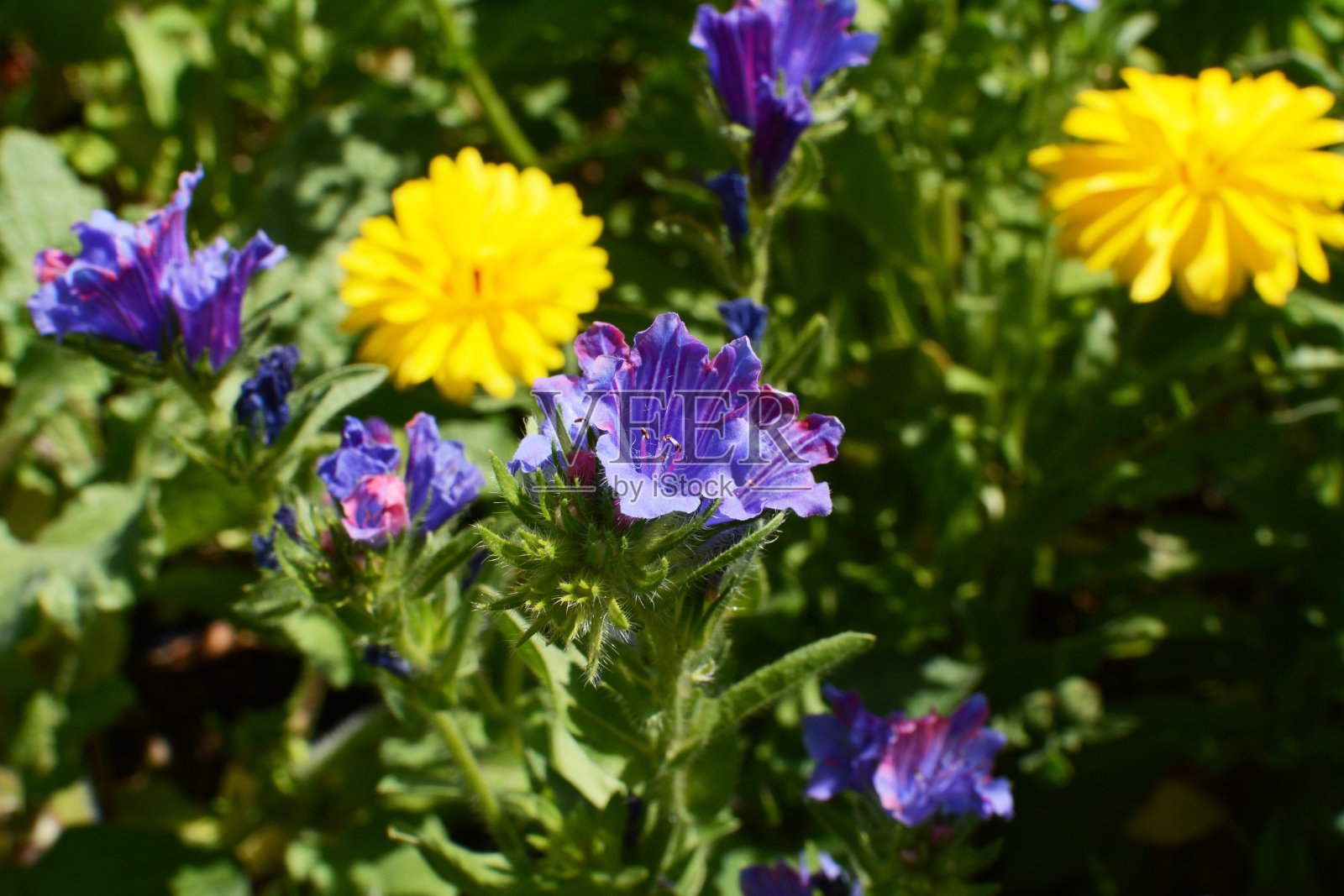 黄金盏花中盛开着蓝色花朵的野花照片摄影图片