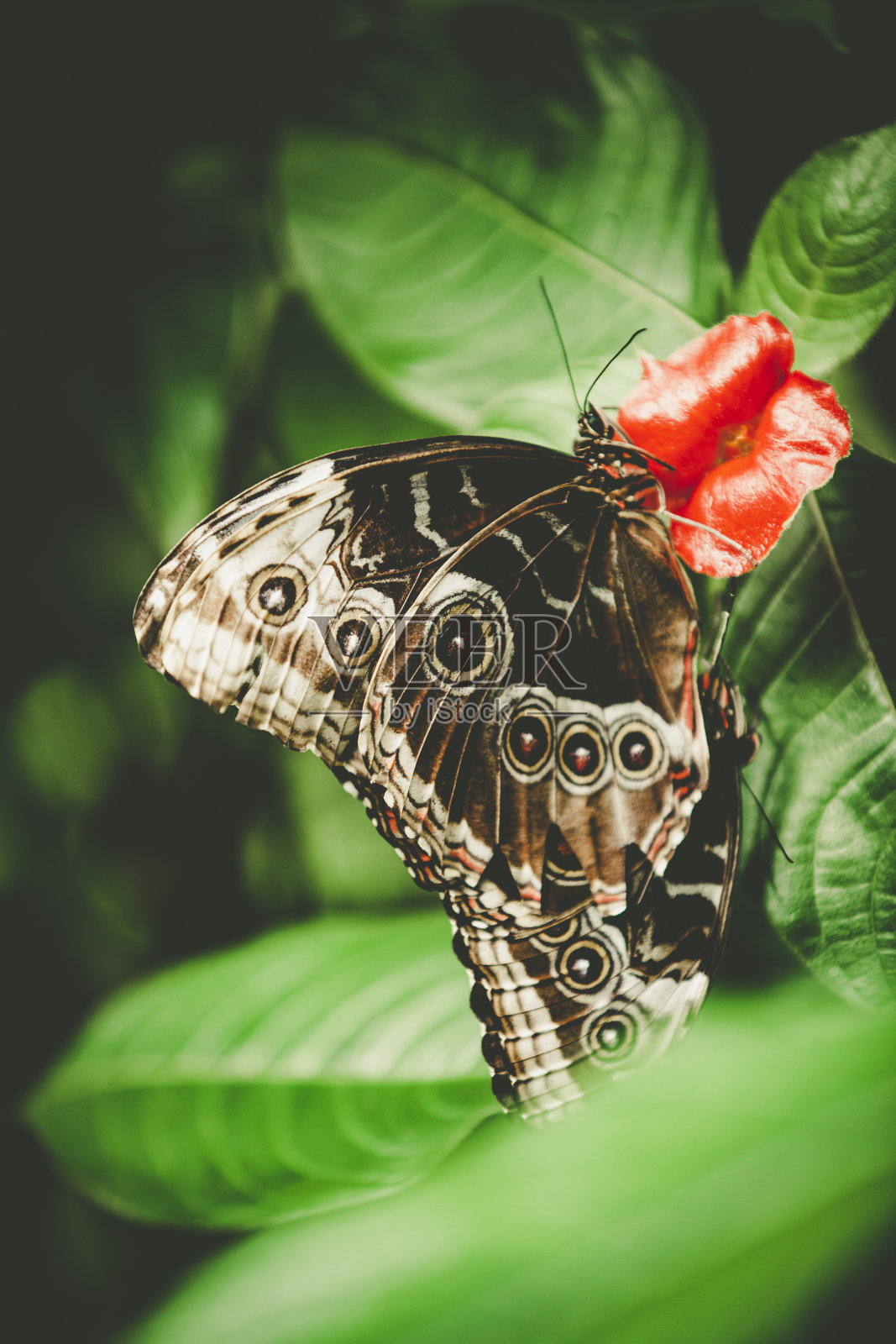 蝴蝶,巴拿马照片摄影图片