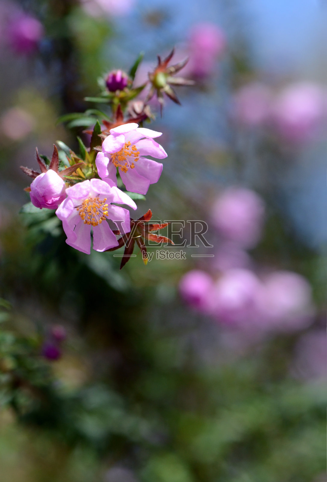 一种澳大利亚本土的粉红玫瑰，红玫瑰科照片摄影图片