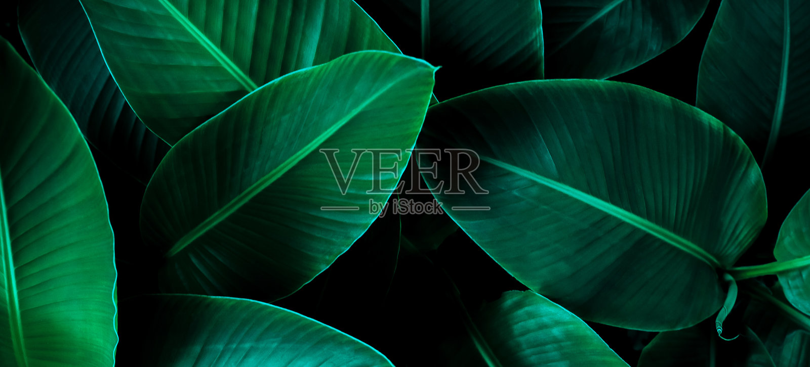 抽象绿叶纹理，自然背景，热带叶照片摄影图片