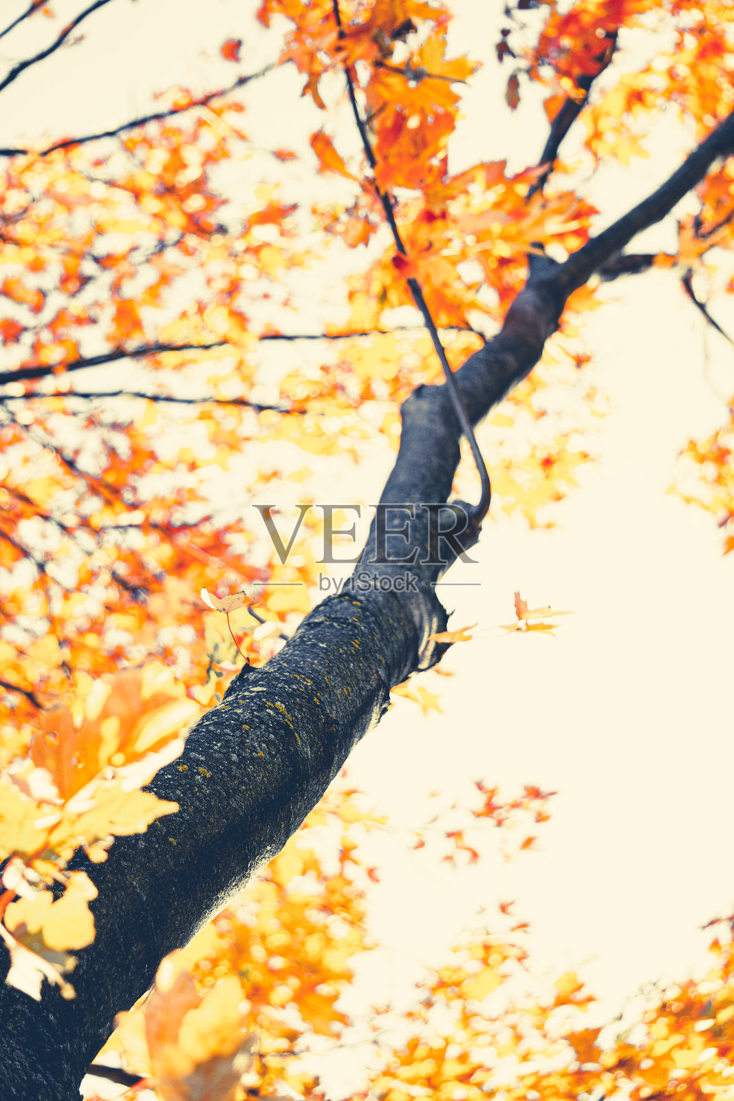 秋天的树枝上有黄叶。照片摄影图片