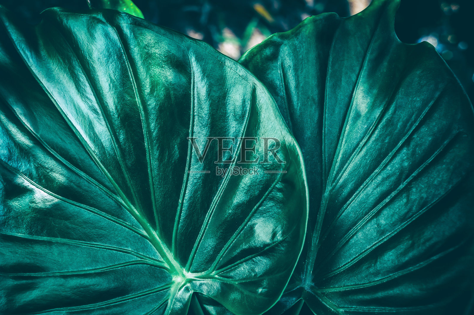 棕榈叶，自然背景照片摄影图片
