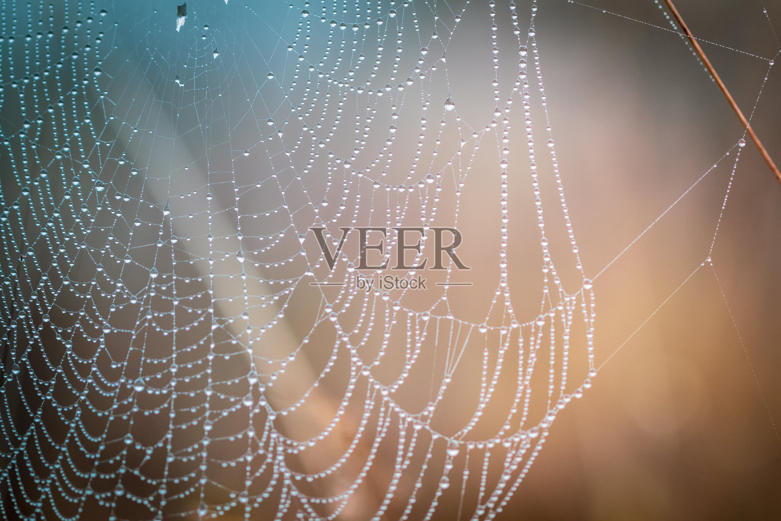 一个露珠覆盖的蜘蛛网的特写照片摄影图片