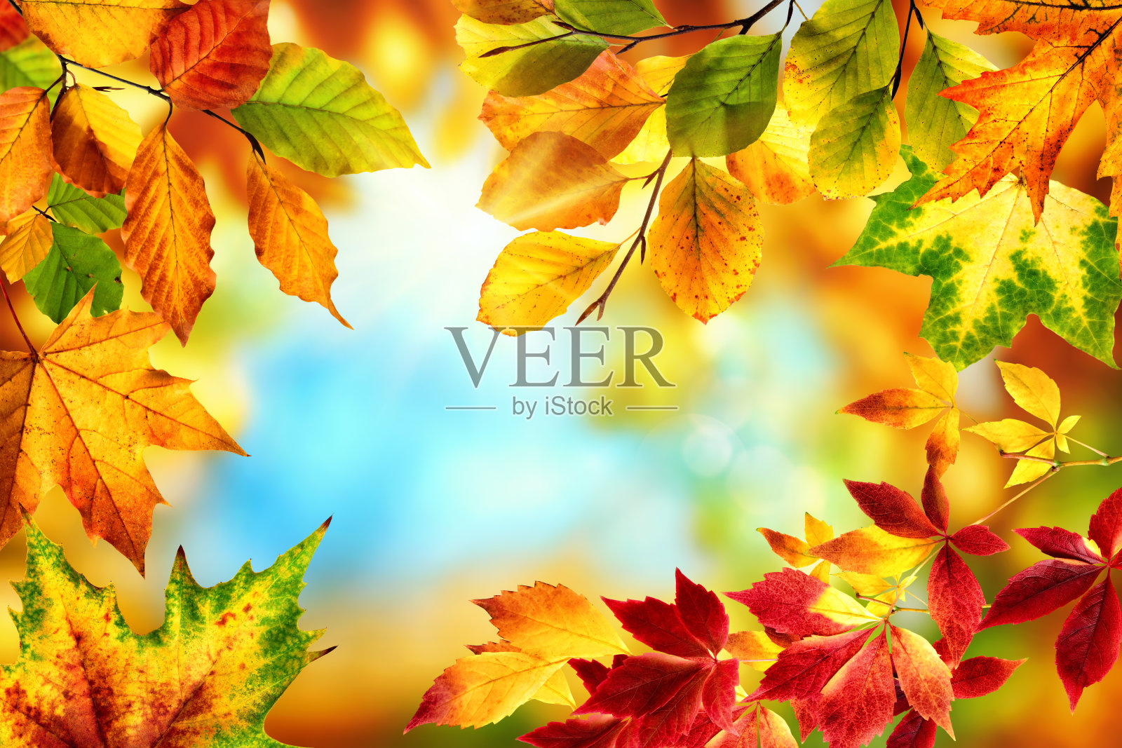 自然框架与多彩的秋叶照片摄影图片