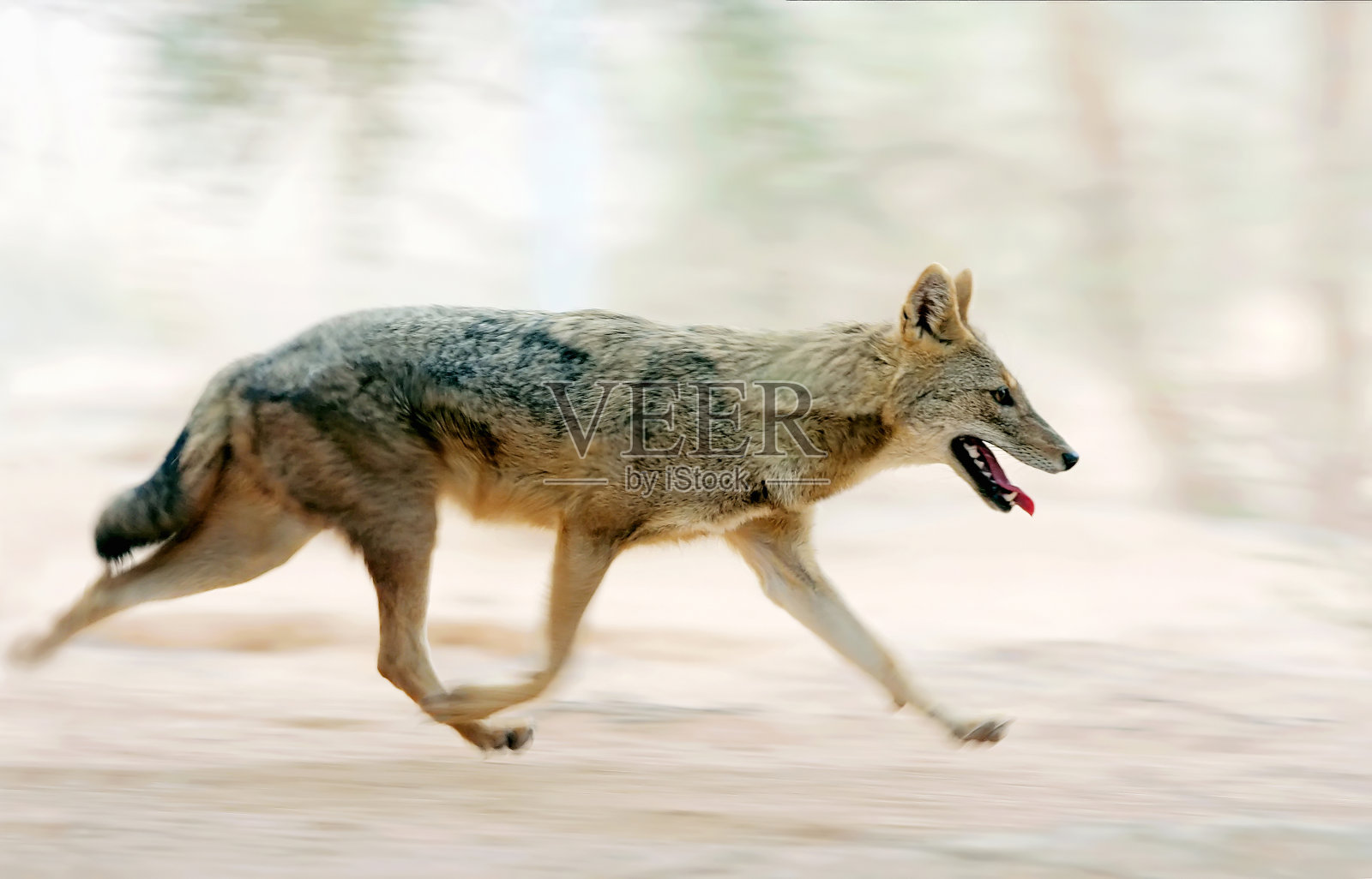 野狼在荒野中奔跑。照片摄影图片