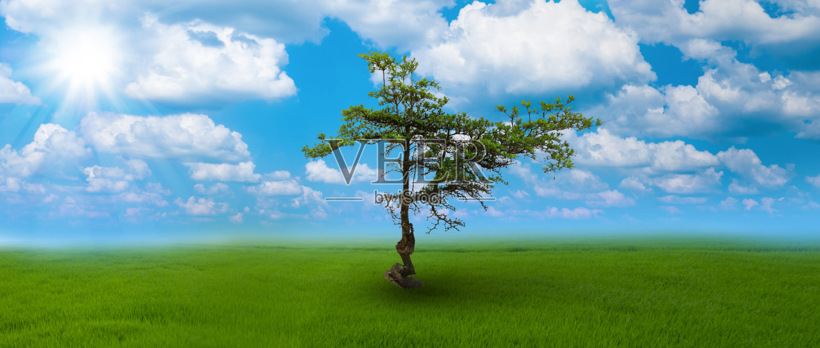 在蓝天和白云的背景下，肥沃的土地上的一棵孤独的树照片摄影图片
