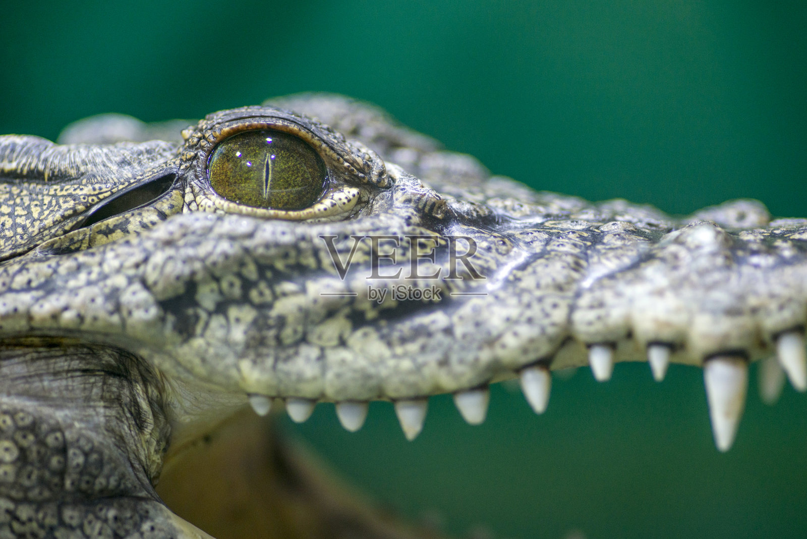 鳄鱼的头和张开的嘴。肖像头部，眼睛，牙齿的自然民多洛鳄鱼照片摄影图片
