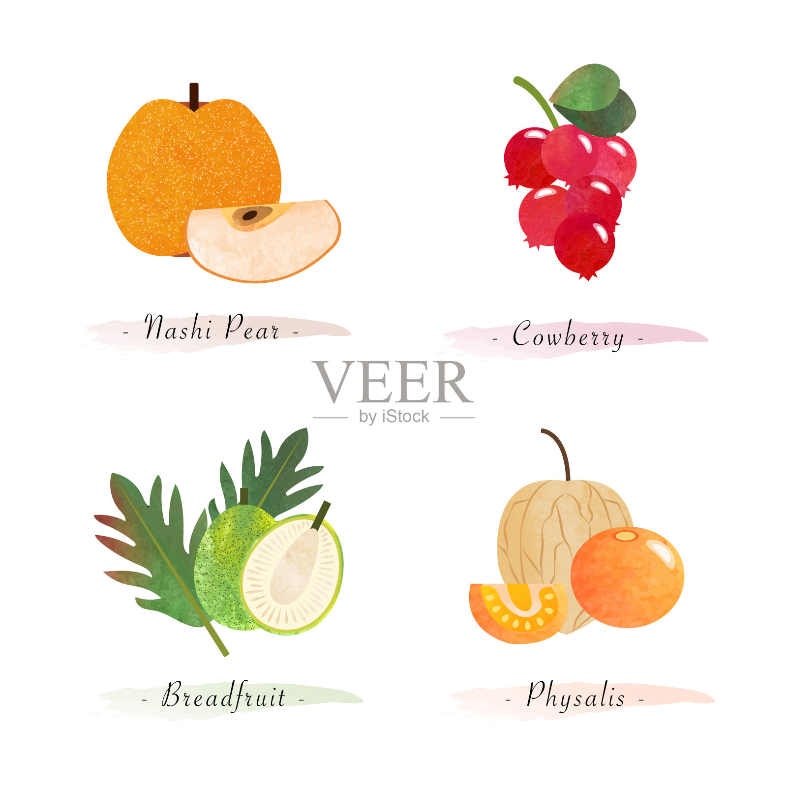 有机天然健康食品水果纳西梨、越橘、面包果酸浆插画图片素材
