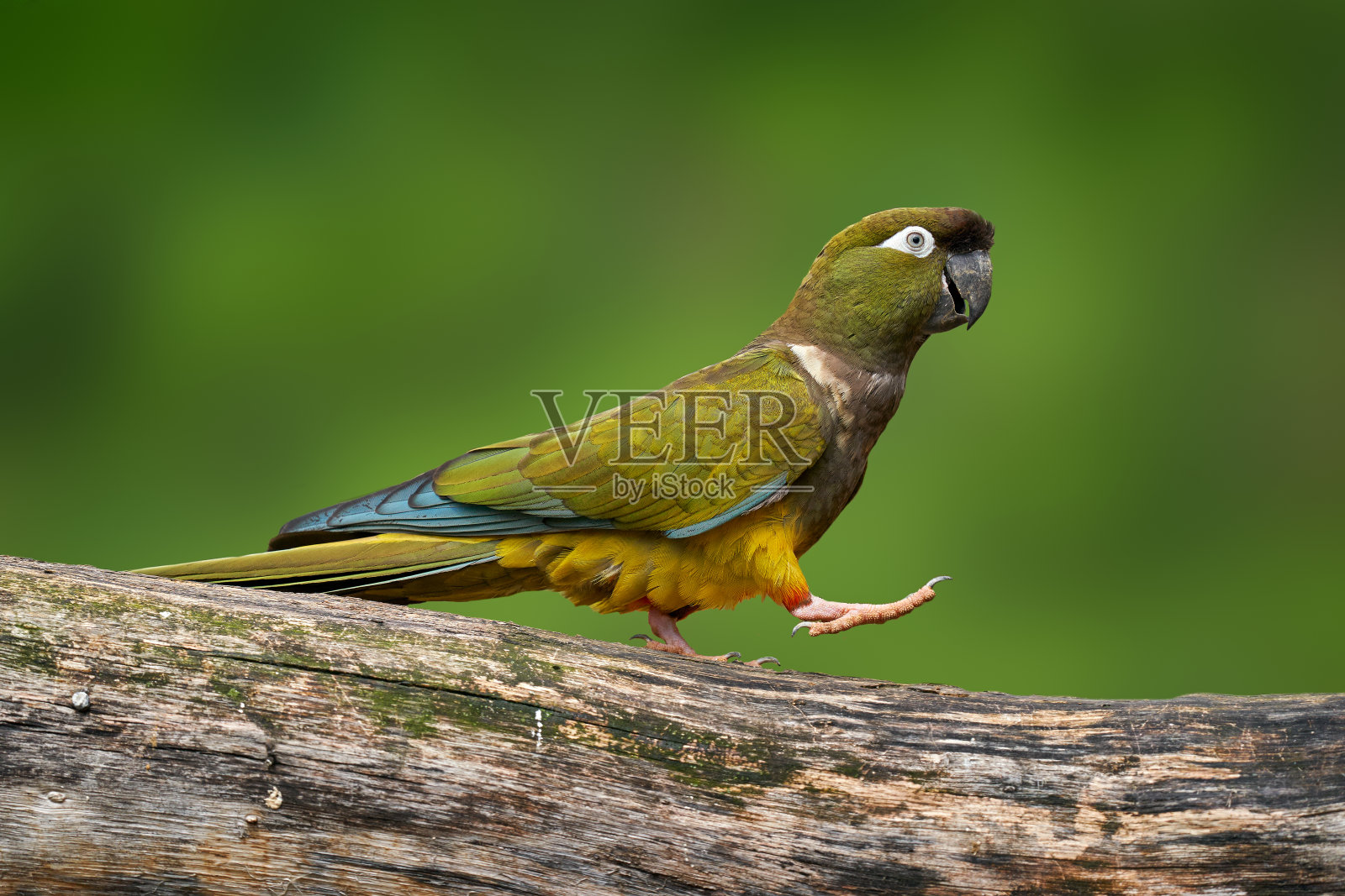 鹦鹉在自由的树干上行走。穴居长尾鹦鹉，巴塔哥龙，坐在树上的栖息地。来自南美阿根廷的漂亮鹦鹉。深绿色的鸟。照片摄影图片