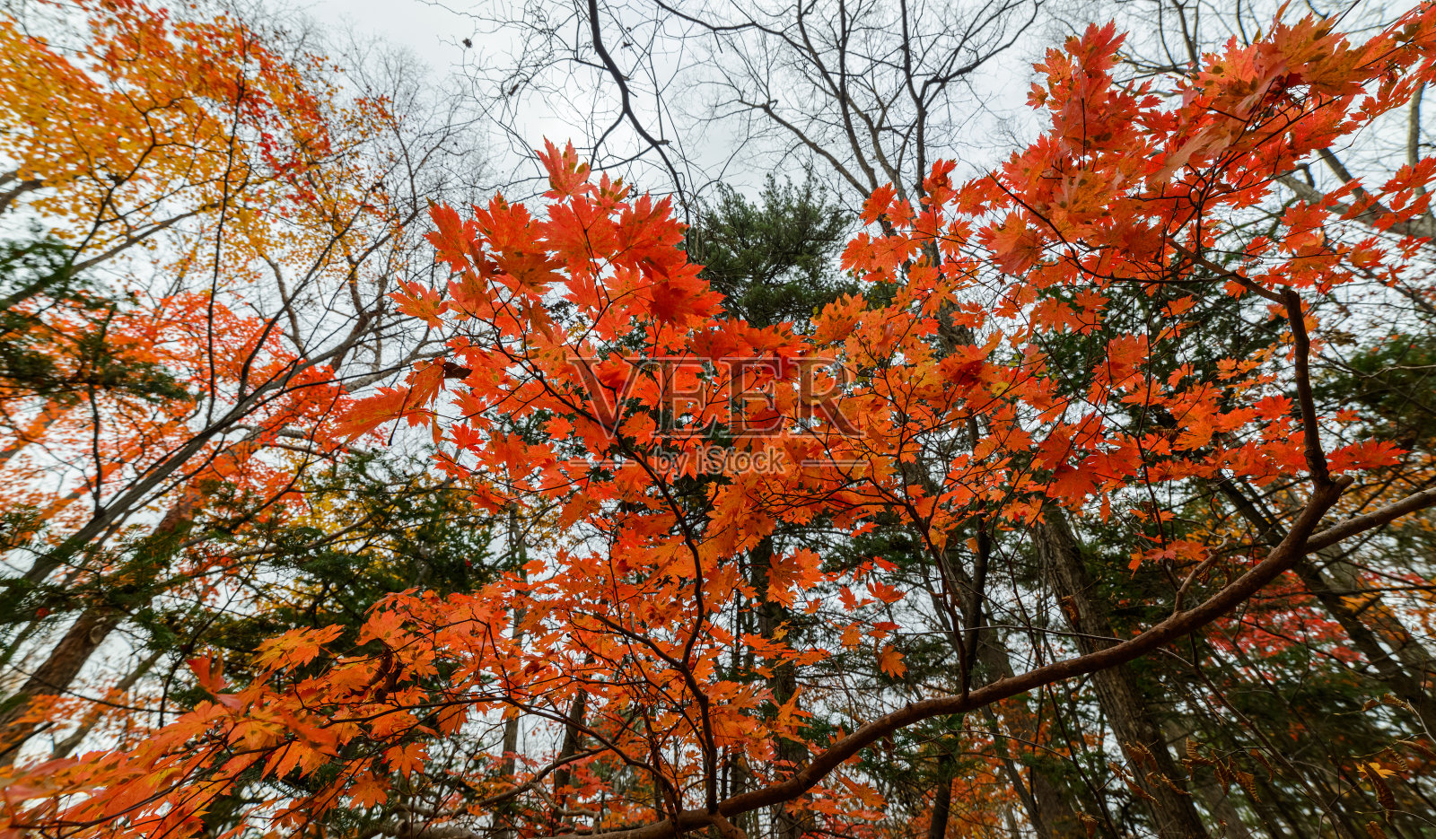 秋天的森林。照片摄影图片