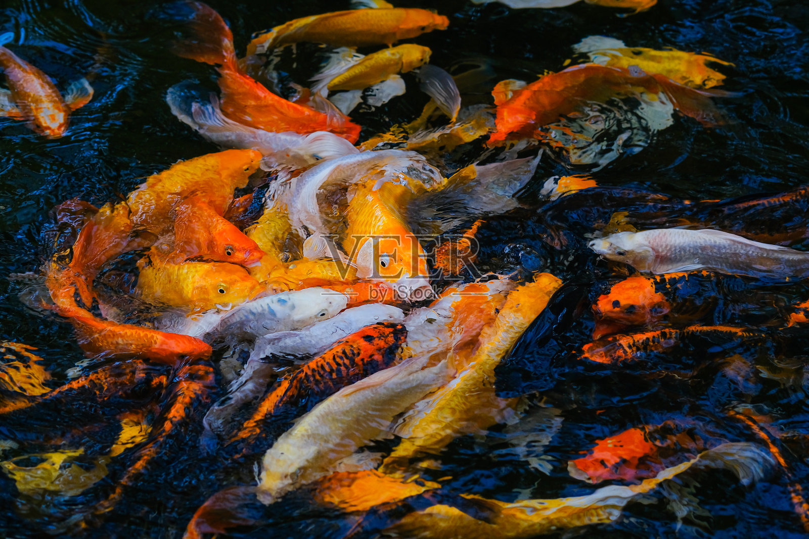 花式鲤鱼在池塘里游泳，花式鲤鱼是金色的，照片摄影图片