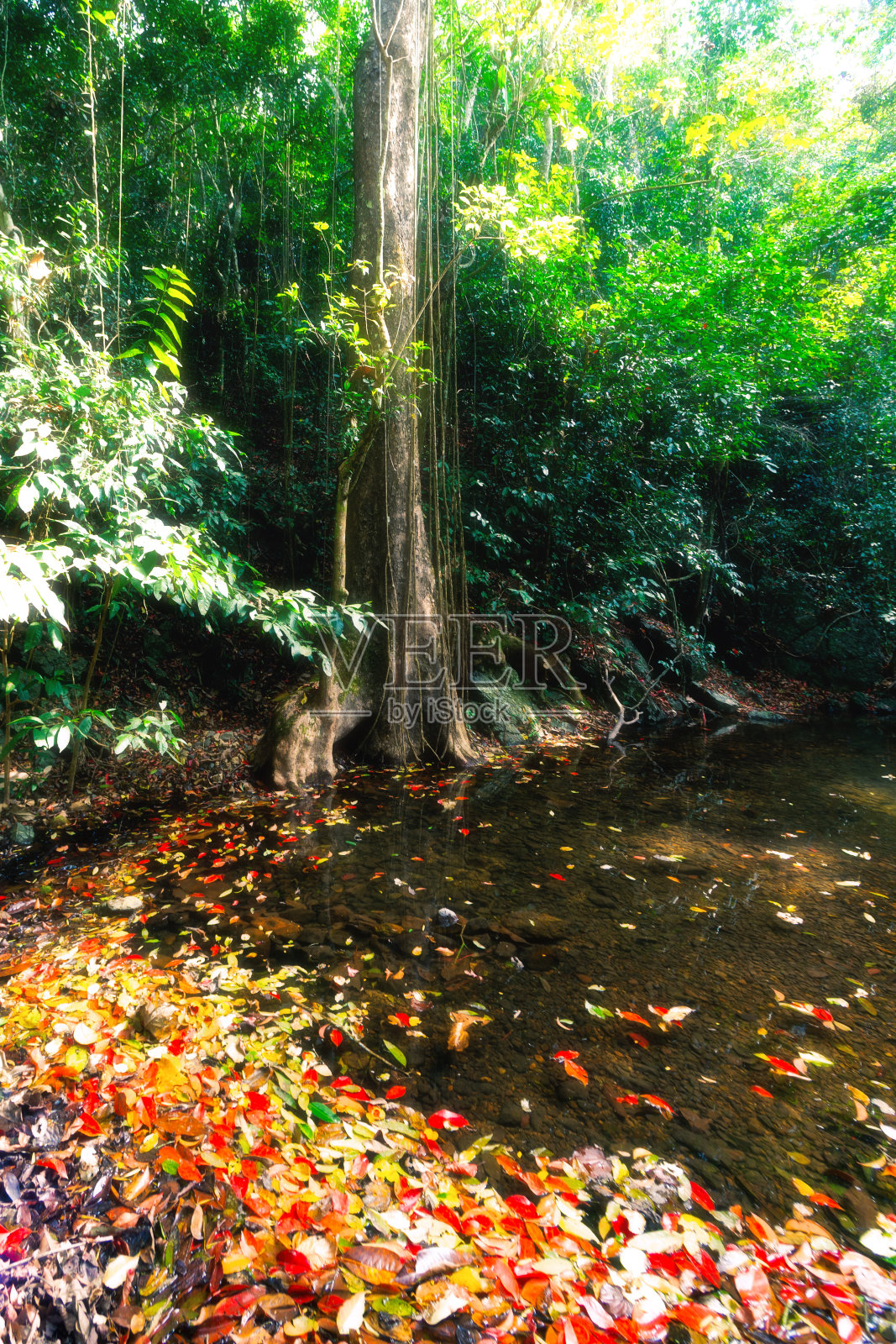 泰国的森林在落叶季节五颜六色照片摄影图片