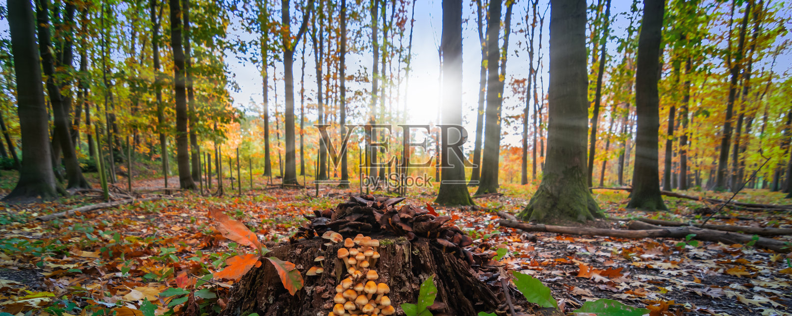 秋天森林里树干上的小蘑菇。照片摄影图片