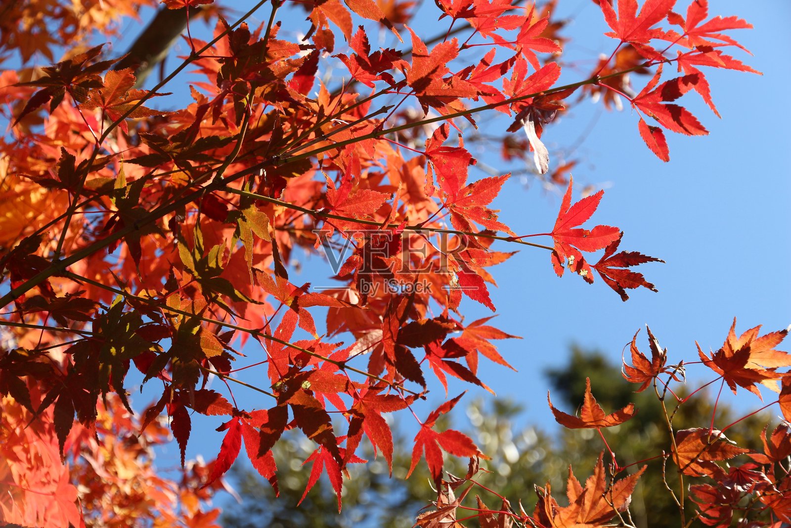 日本的秋色照片摄影图片