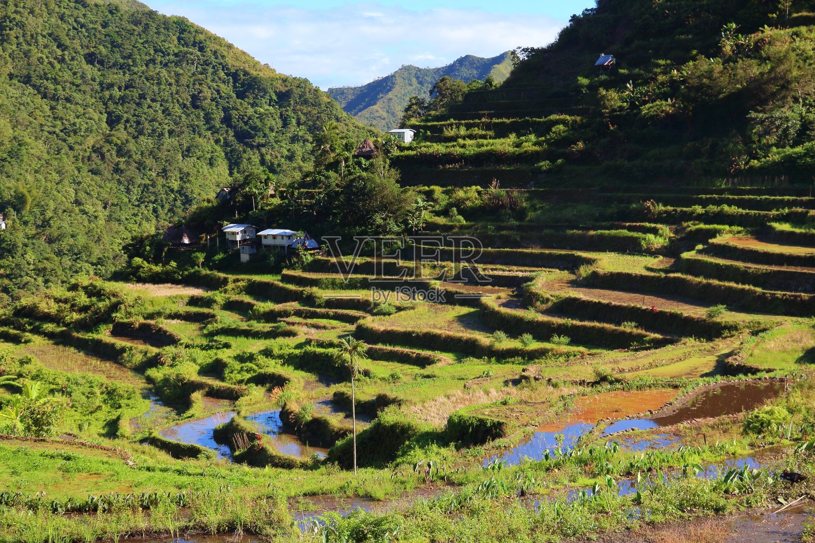 菲律宾稻田照片摄影图片