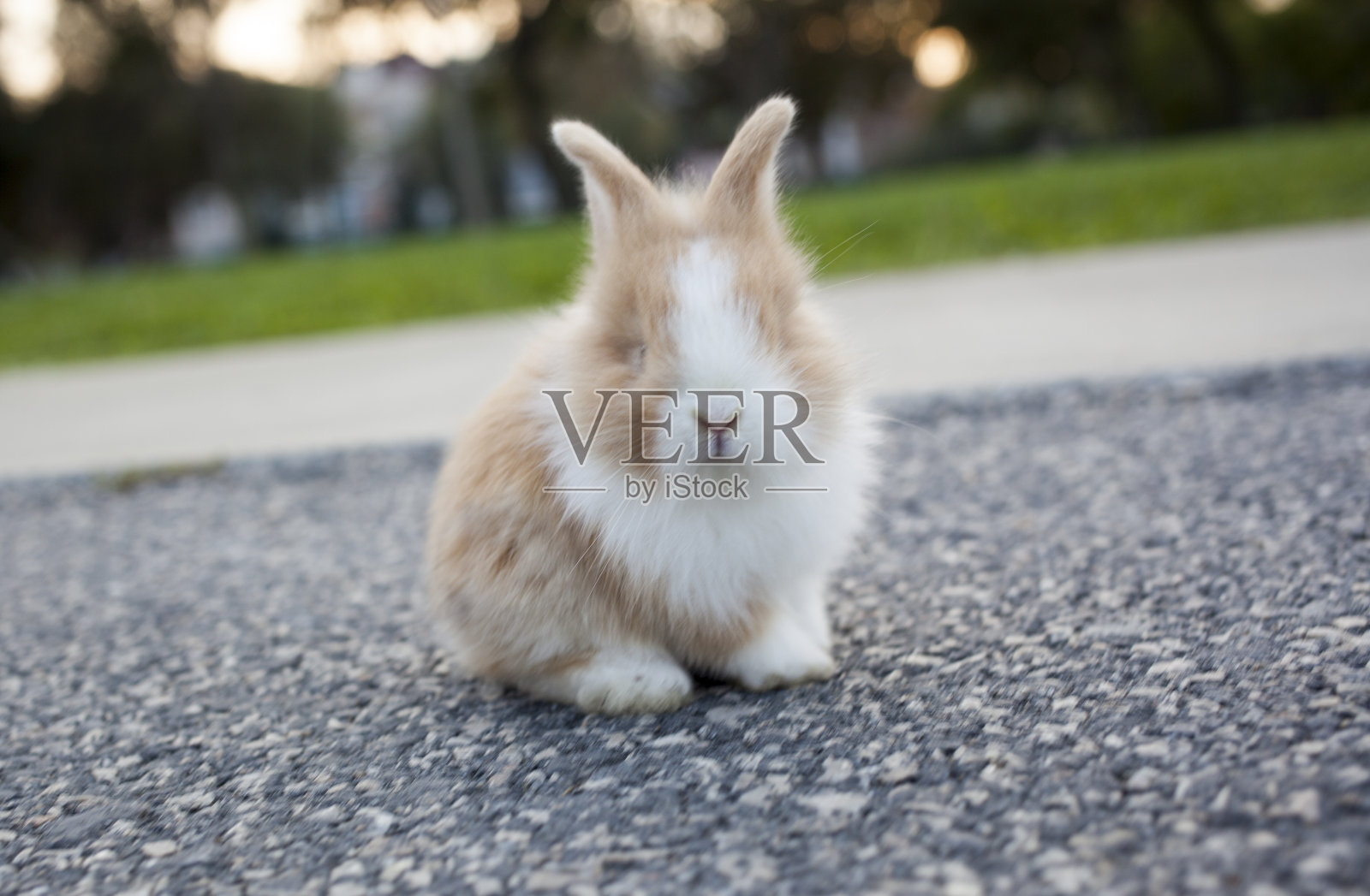 可爱的复活节兔子照片摄影图片