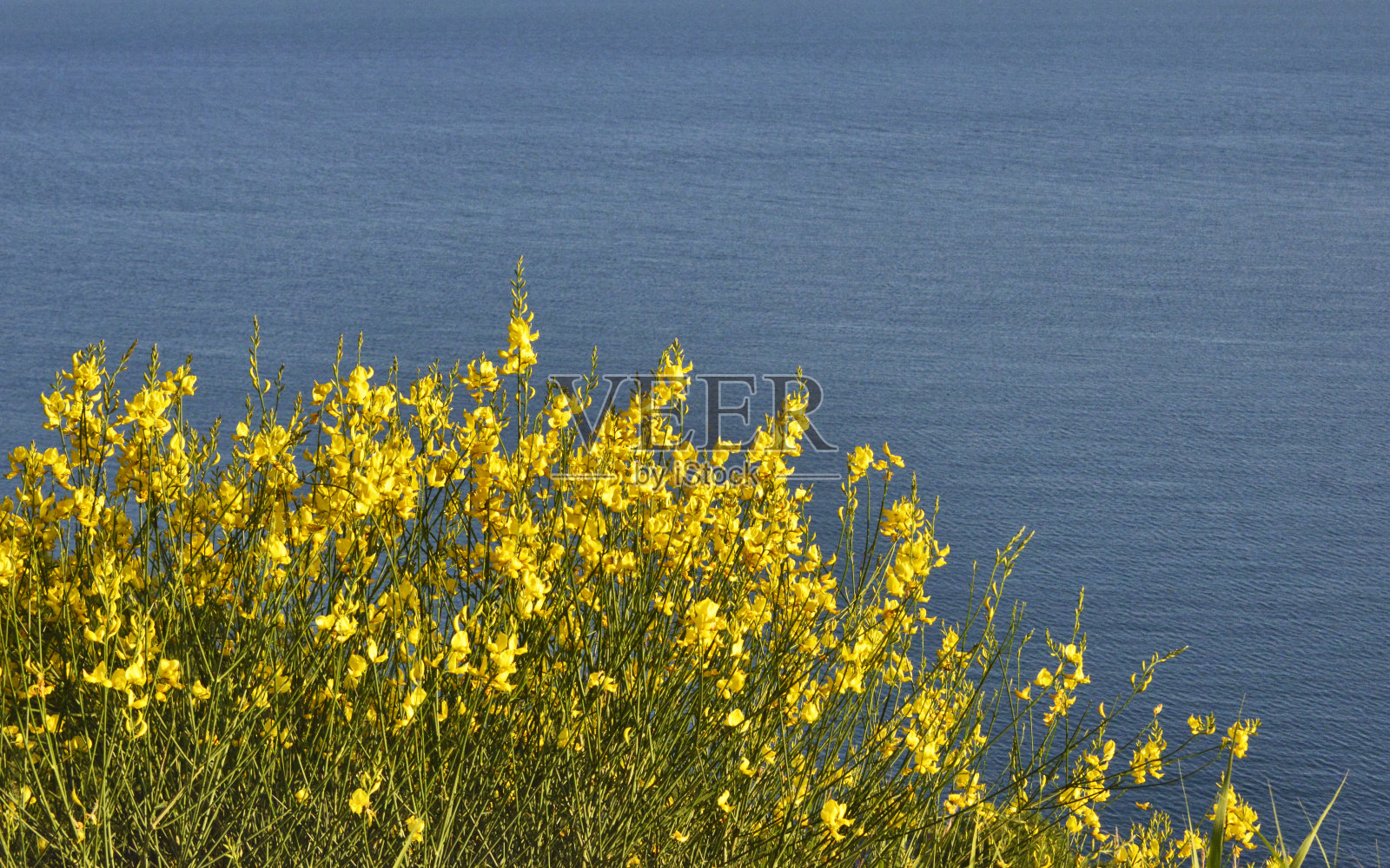灌木与美丽的黄色花在山上的海上照片摄影图片