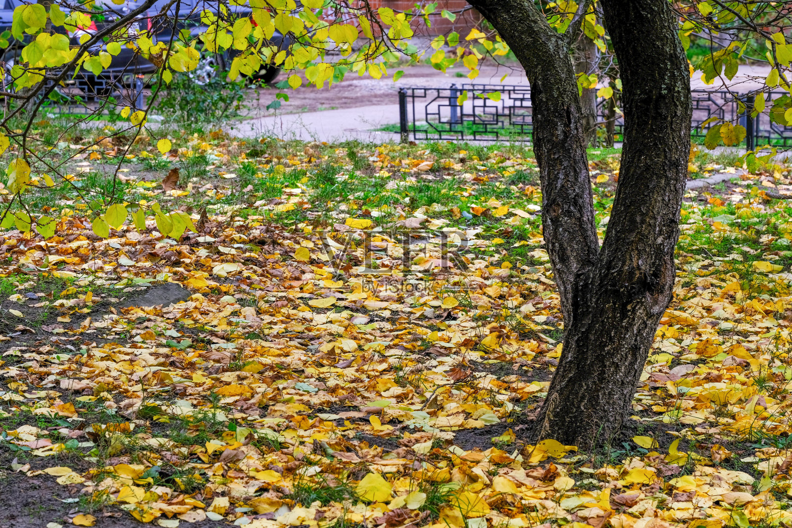 城市秋季景观照片摄影图片