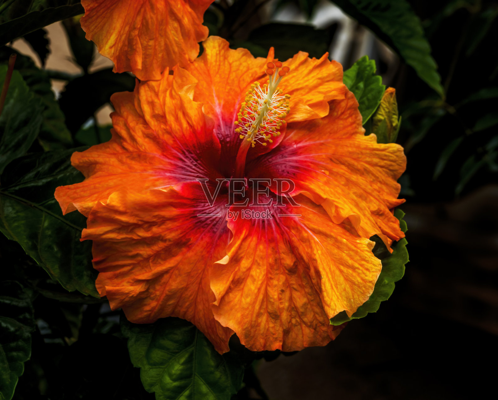 橙色热带节日木槿花复活节岛智利照片摄影图片