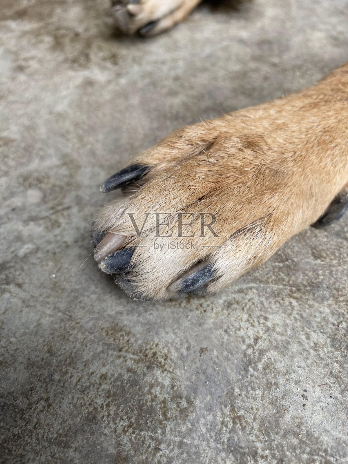 狗的脚和指甲照片摄影图片
