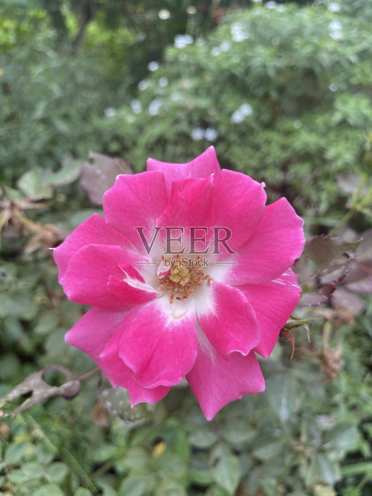 粉红色的玫瑰花在自然花园里照片摄影图片