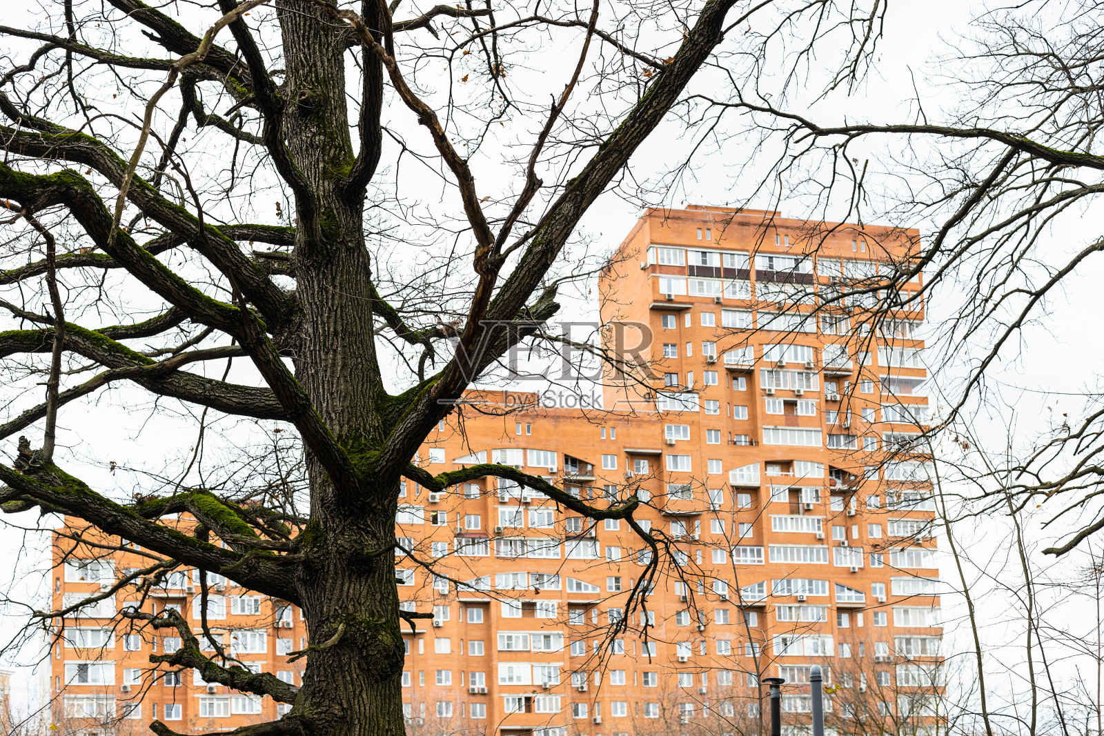 光秃秃的橡树和橙色的高层公寓照片摄影图片