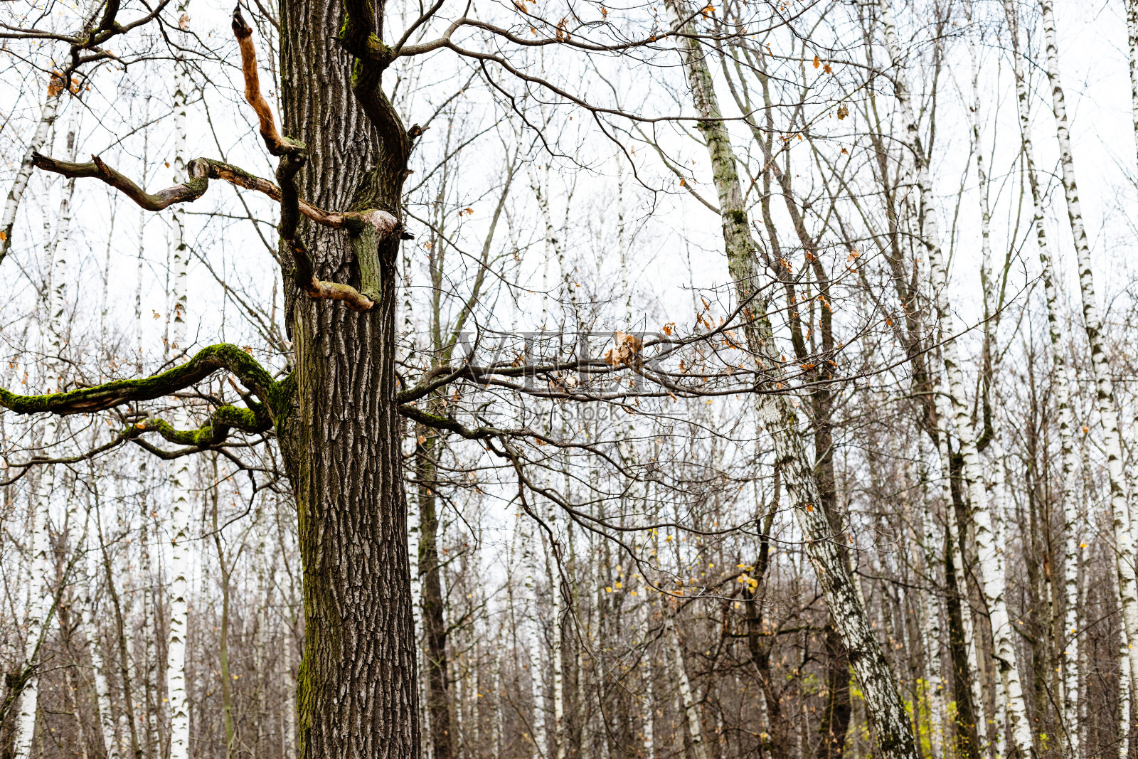 橡树和桦树林的背景在森林照片摄影图片