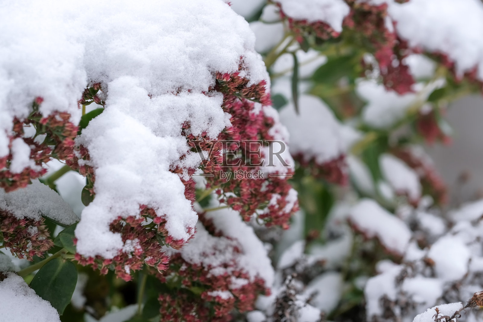 秋日写生第一场雪照片摄影图片