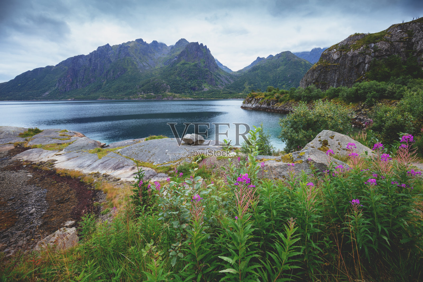 峡湾的景色。岩岸与反射，蓝色多云的天空和朵朵粉红色的花。挪威的荒野，美丽的大自然。照片摄影图片